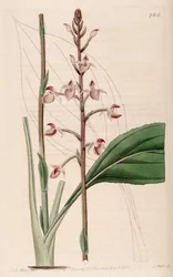 Illustration von Ponthieva petiolata